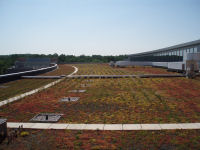 View of the green roof, which continued to thrive while the project was stalled.